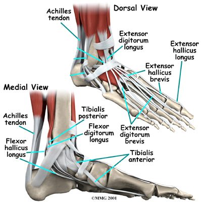 Guide to Foot Anatomy | Source